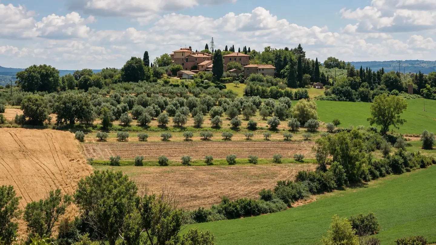 Olive groves rolling toward the hill towns of Umbria
